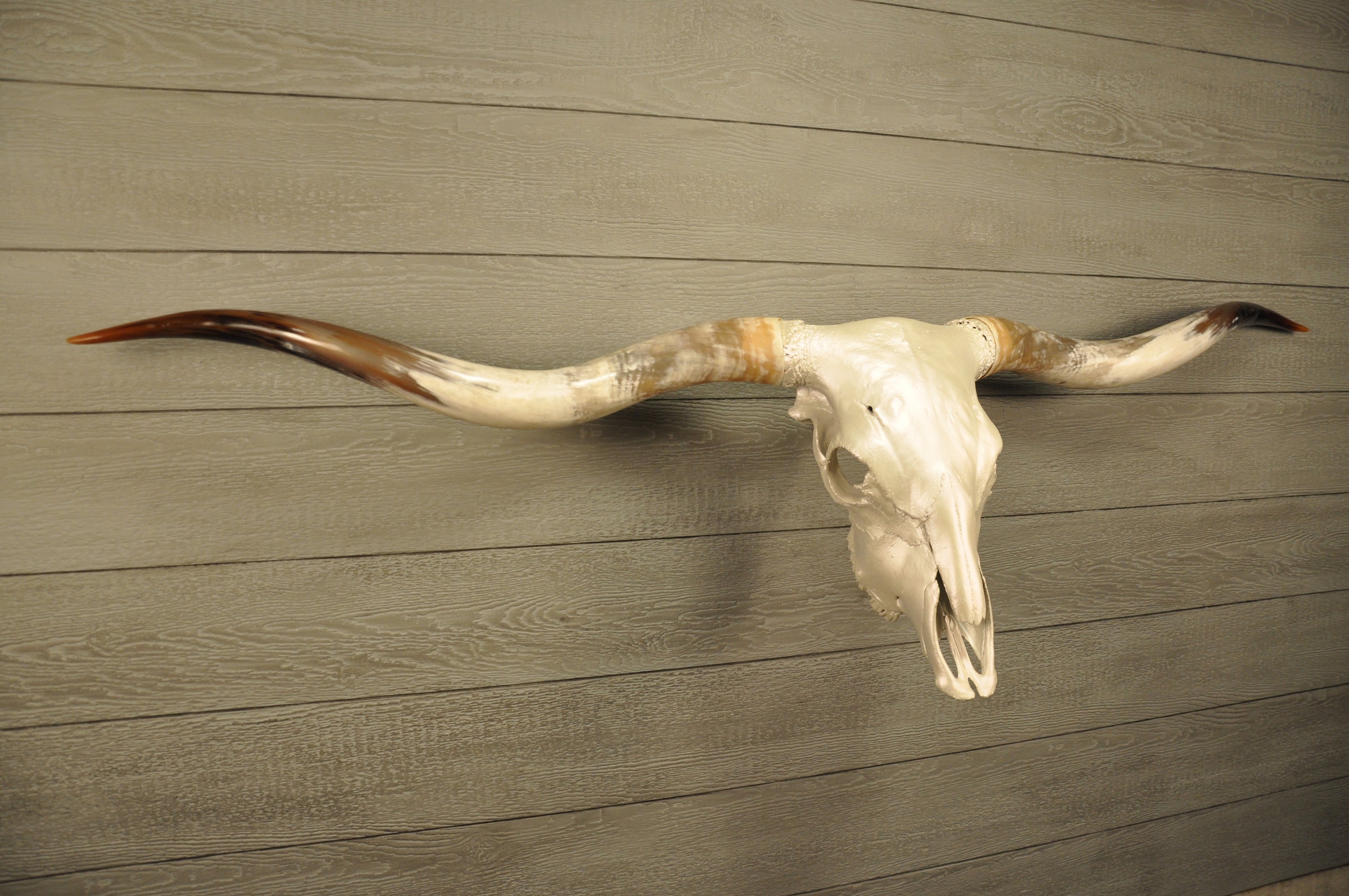 Texas Longhorn Skulls