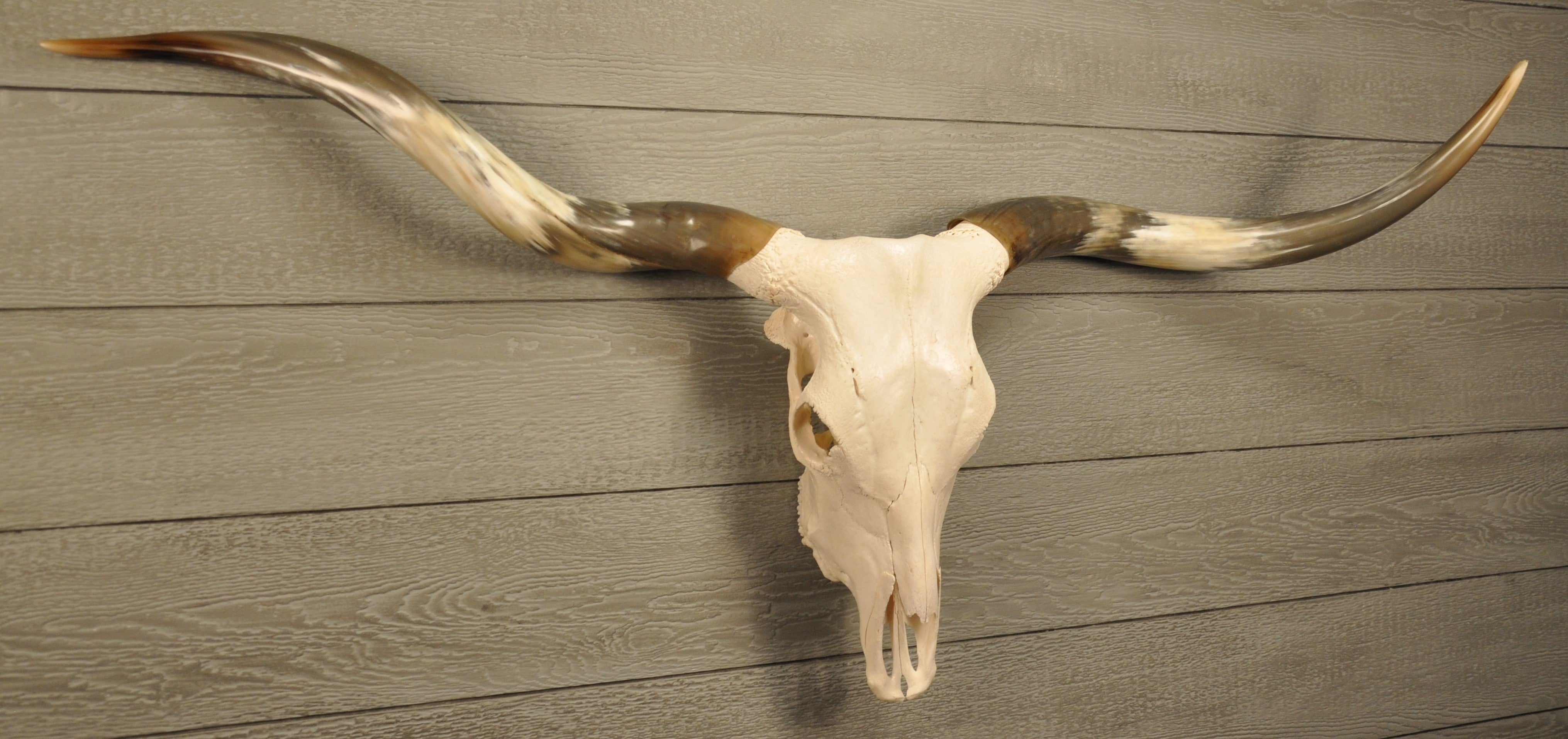 TEXAS TWISTER - 5' 1" Longhorn Skull – LONGHORN CUSTOM SKULLS