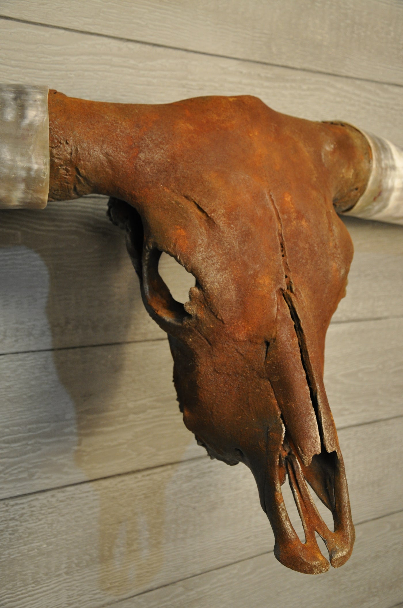 ROUGH & READY - 5' 9" Longhorn Skull