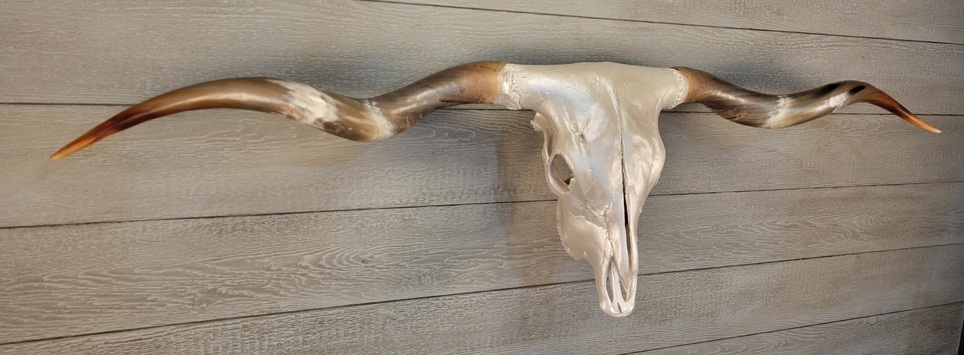 LH B - 5' 10" Longhorn Skull - Perry & Sons Friendswood