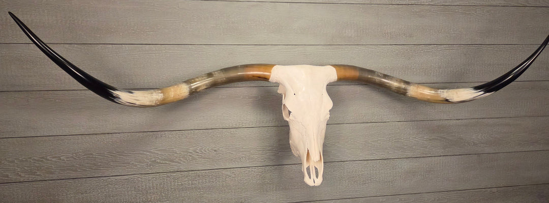 PATRICK'S TEXAS LONGHORN - 6' 4" Texas Longhorn Skull