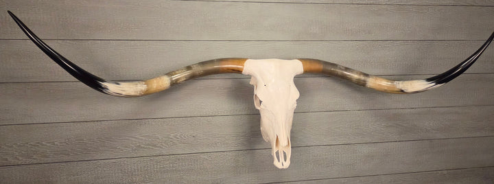 PATRICK'S TEXAS LONGHORN - 6' 4" Texas Longhorn Skull