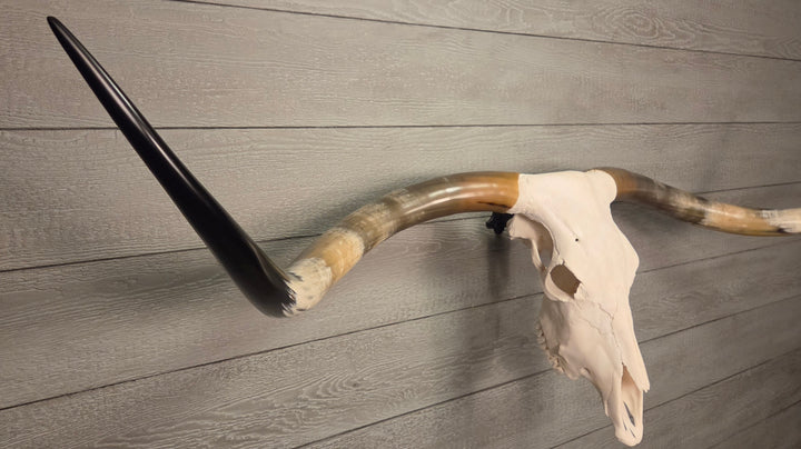 PATRICK'S TEXAS LONGHORN - 6' 4" Texas Longhorn Skull