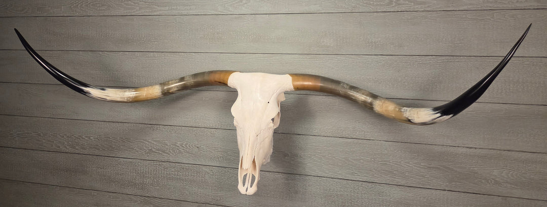 PATRICK'S TEXAS LONGHORN - 6' 4" Texas Longhorn Skull