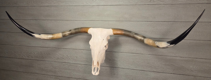PATRICK'S TEXAS LONGHORN - 6' 4" Texas Longhorn Skull