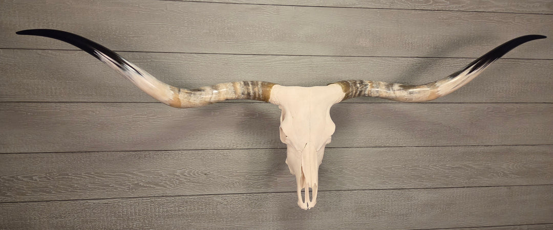 OMAHA LONGHORN - 6' 2" Texas Longhorn Skull