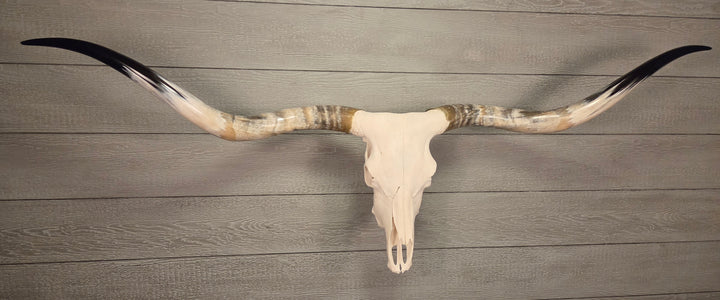 OMAHA LONGHORN - 6' 2" Texas Longhorn Skull