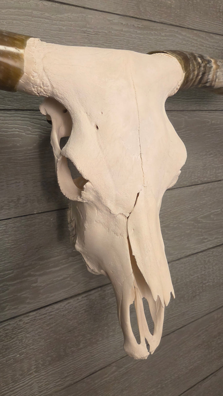 OMAHA LONGHORN - 6' 2" Texas Longhorn Skull