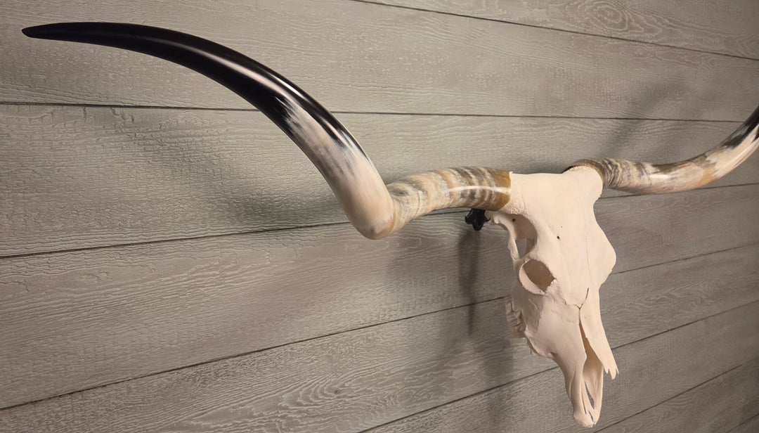 OMAHA LONGHORN - 6' 2" Texas Longhorn Skull