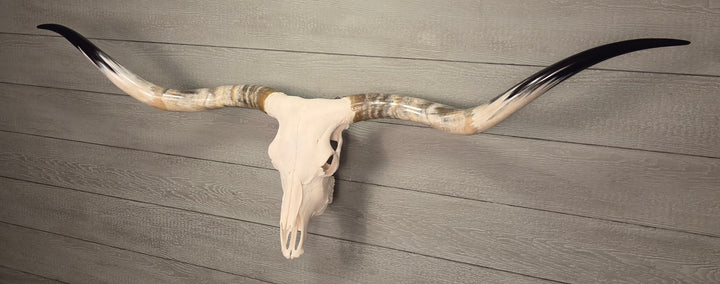 OMAHA LONGHORN - 6' 2" Texas Longhorn Skull