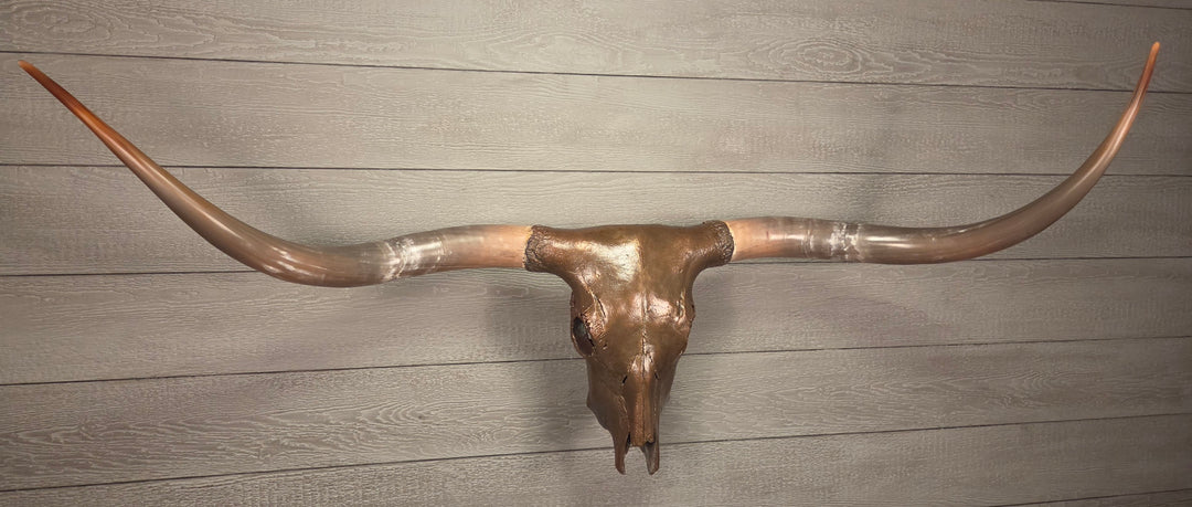 CARAMEL TRUFFLE - 5' 7" Texas Longhorn Skull