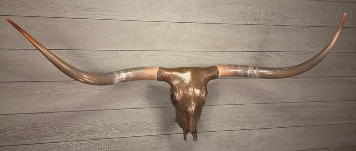 CARAMEL TRUFFLE - 5' 7" Texas Longhorn Skull
