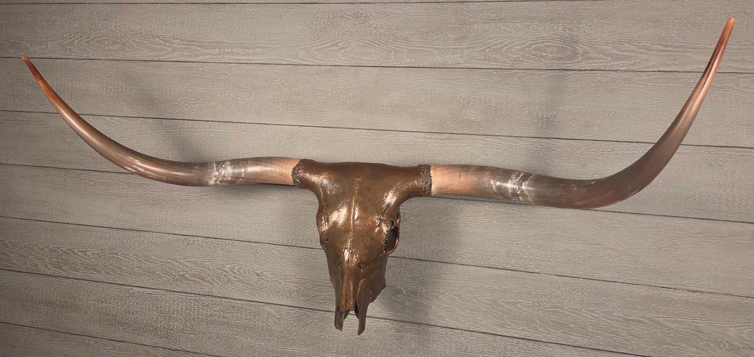 CARAMEL TRUFFLE - 5' 7" Texas Longhorn Skull