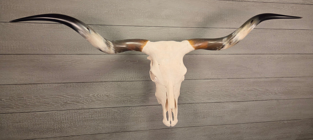 TWIST & SHOUT - 5' 4" Texas Longhorn Skull