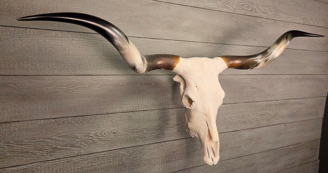 TWIST & SHOUT - 5' 4" Texas Longhorn Skull