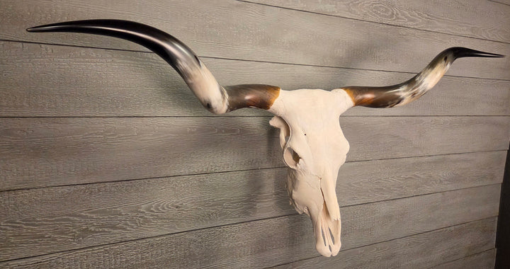 TWIST & SHOUT - 5' 4" Texas Longhorn Skull