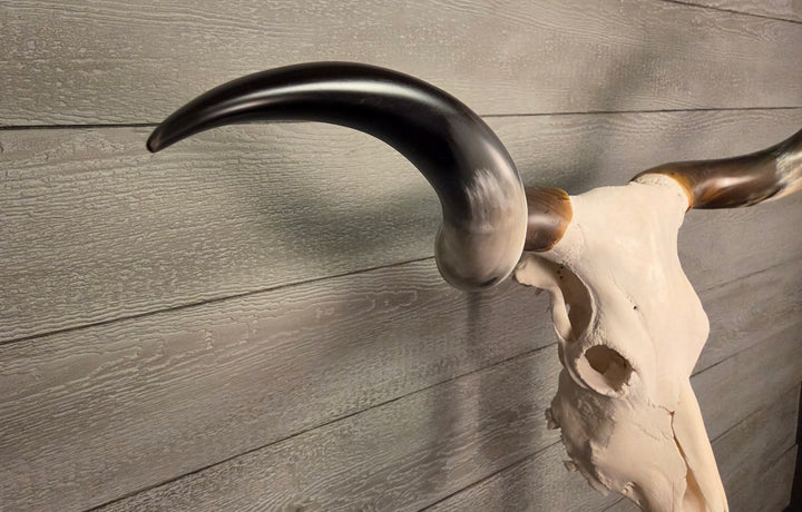 TWIST & SHOUT - 5' 4" Texas Longhorn Skull