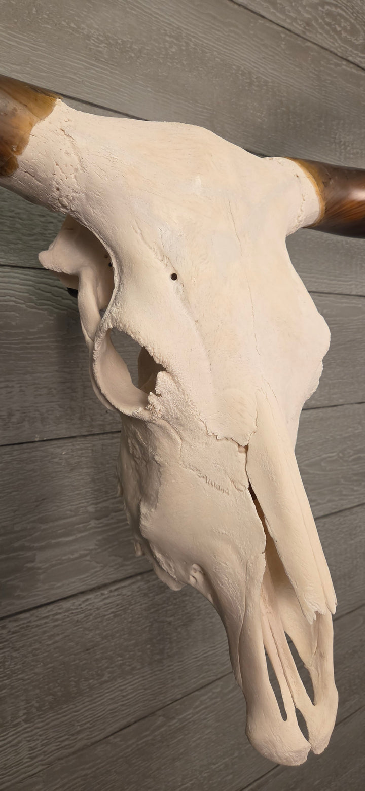 TWIST & SHOUT - 5' 4" Texas Longhorn Skull