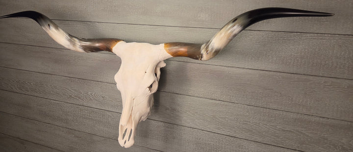 TWIST & SHOUT - 5' 4" Texas Longhorn Skull
