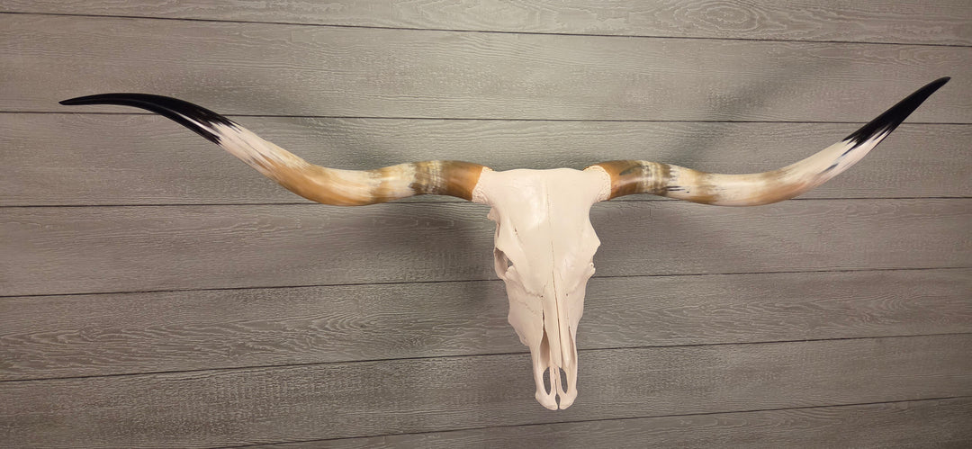 TEXAS TRUE - 6' 2" Longhorn Skull