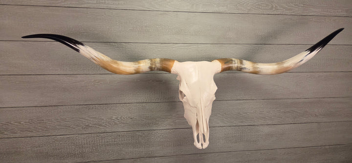 TEXAS TRUE - 6' 2" Longhorn Skull