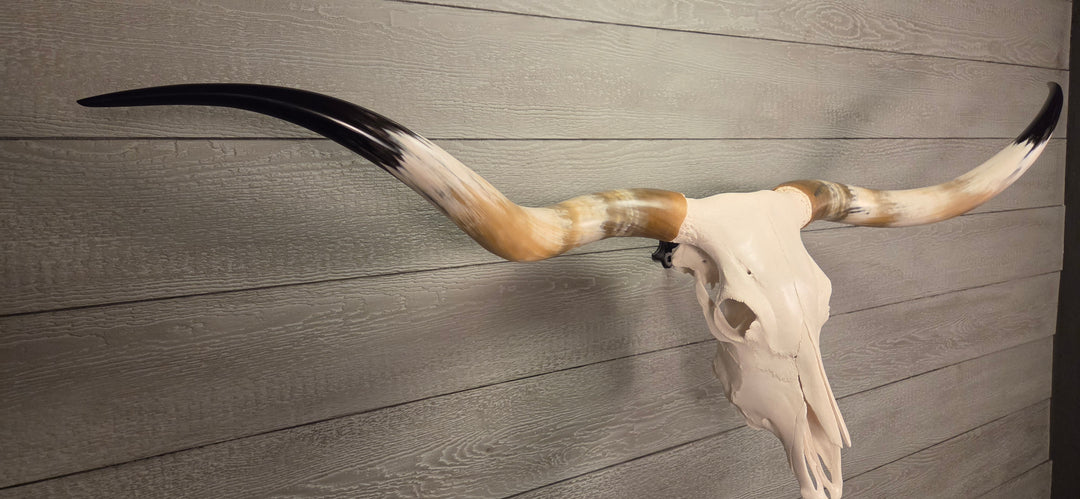 TEXAS TRUE - 6' 2" Longhorn Skull
