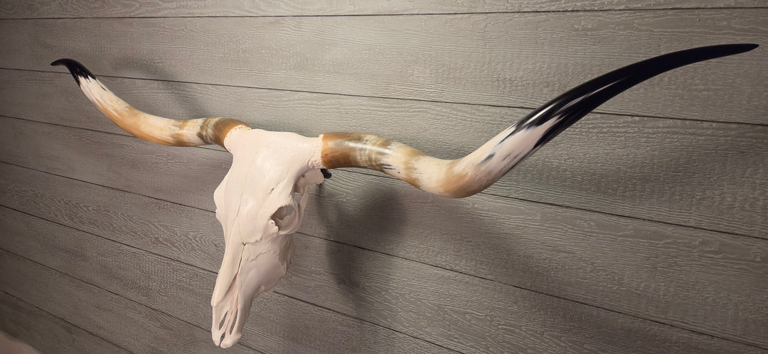 TEXAS TRUE - 6' 2" Longhorn Skull