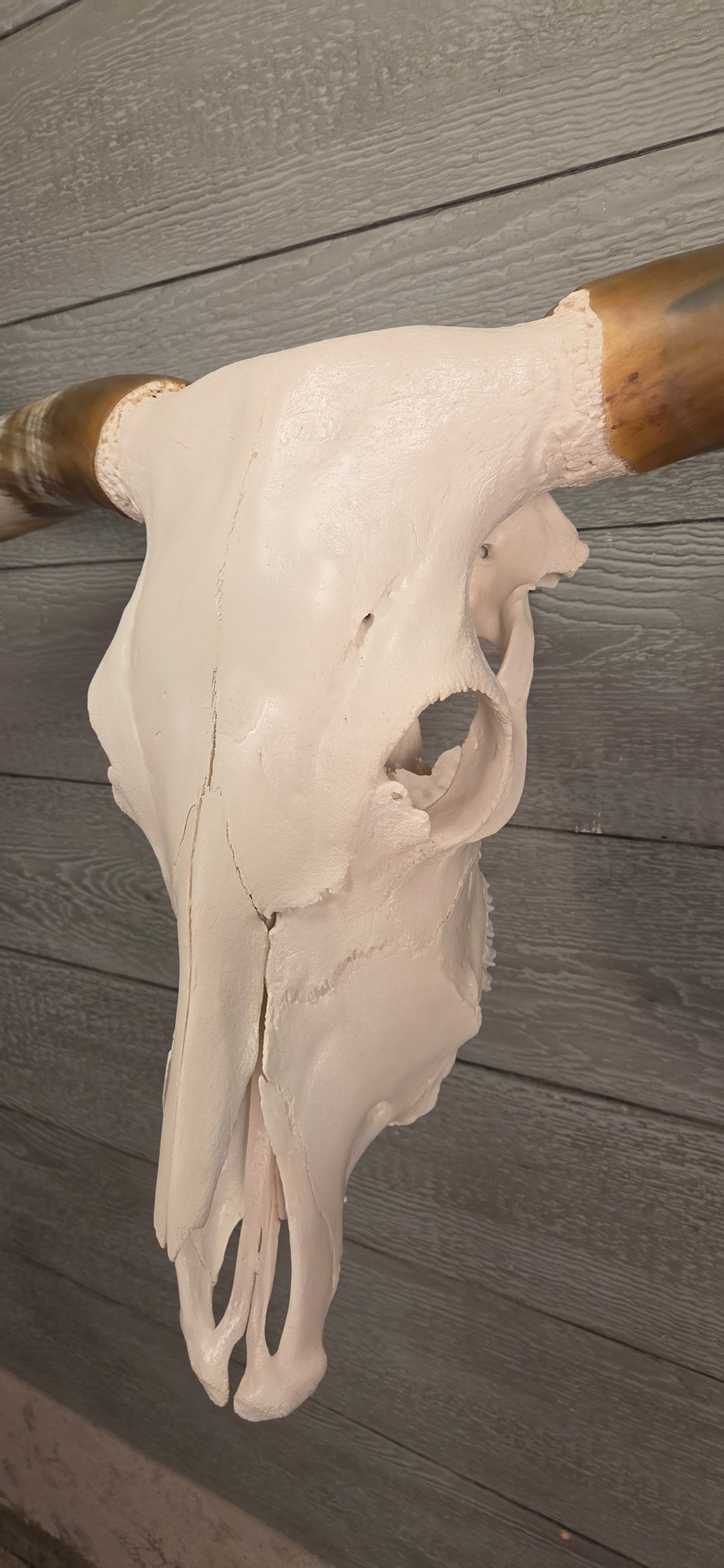 TEXAS TRUE - 6' 2" Longhorn Skull