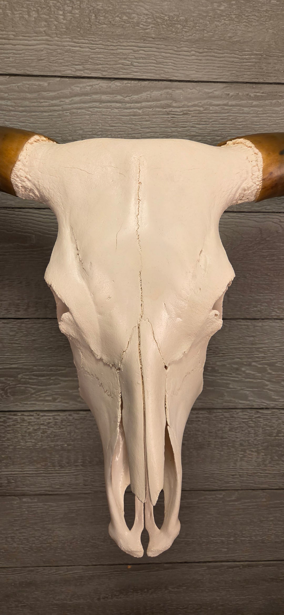 TEXAS TRUE - 6' 2" Longhorn Skull