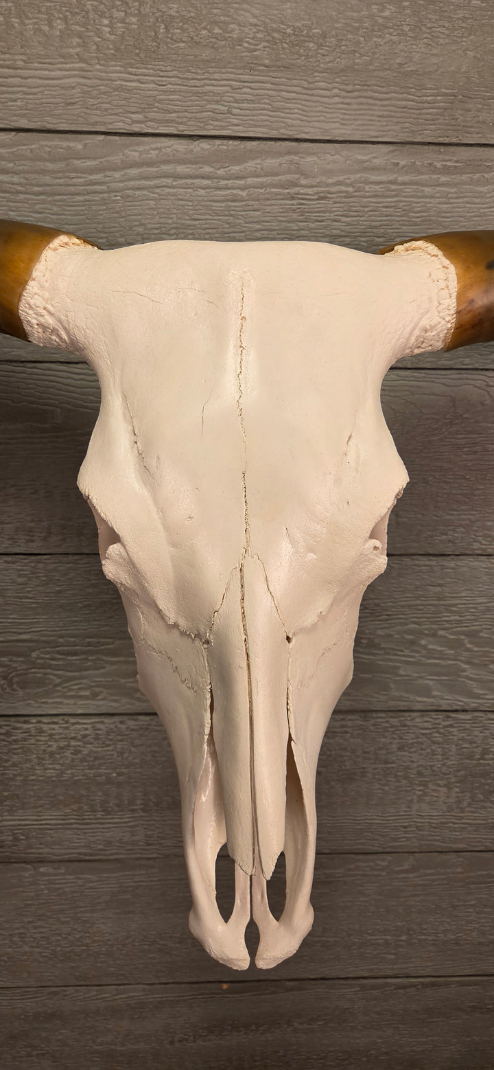 TEXAS TRUE - 6' 2" Longhorn Skull