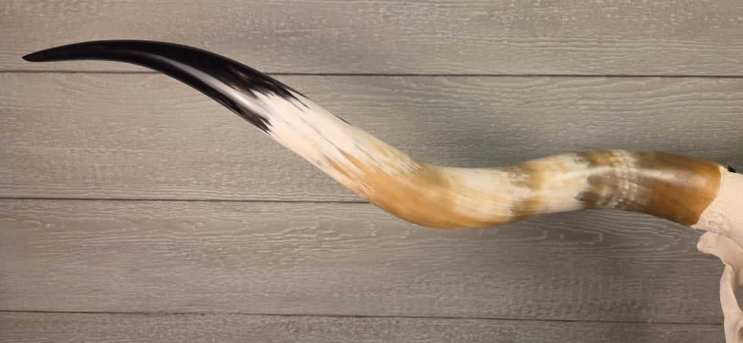 TEXAS TRUE - 6' 2" Longhorn Skull