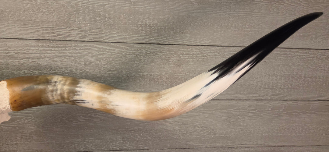 TEXAS TRUE - 6' 2" Longhorn Skull