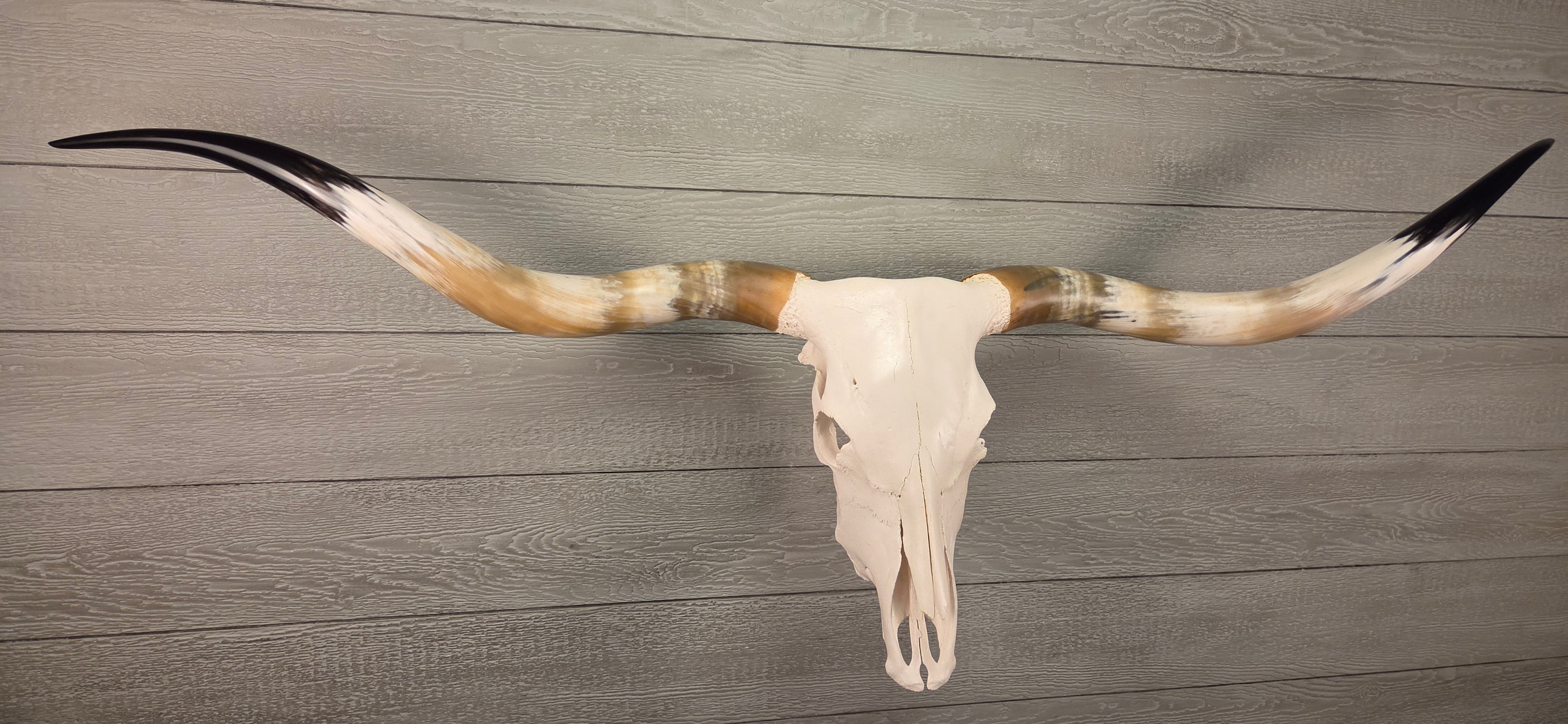 Texas Longhorn Skulls – LONGHORN CUSTOM SKULLS