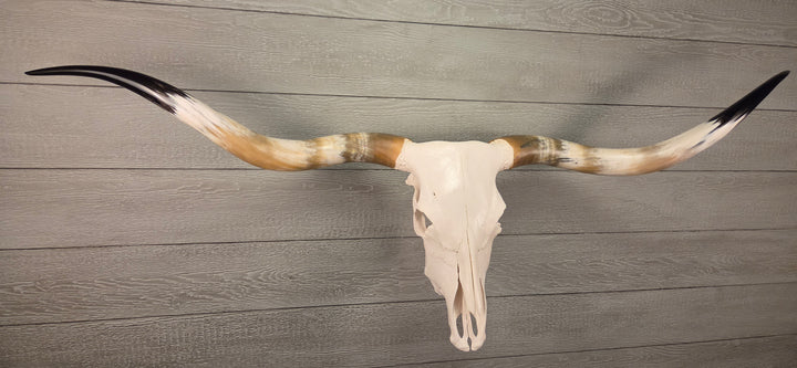 TEXAS TRUE - 6' 2" Longhorn Skull