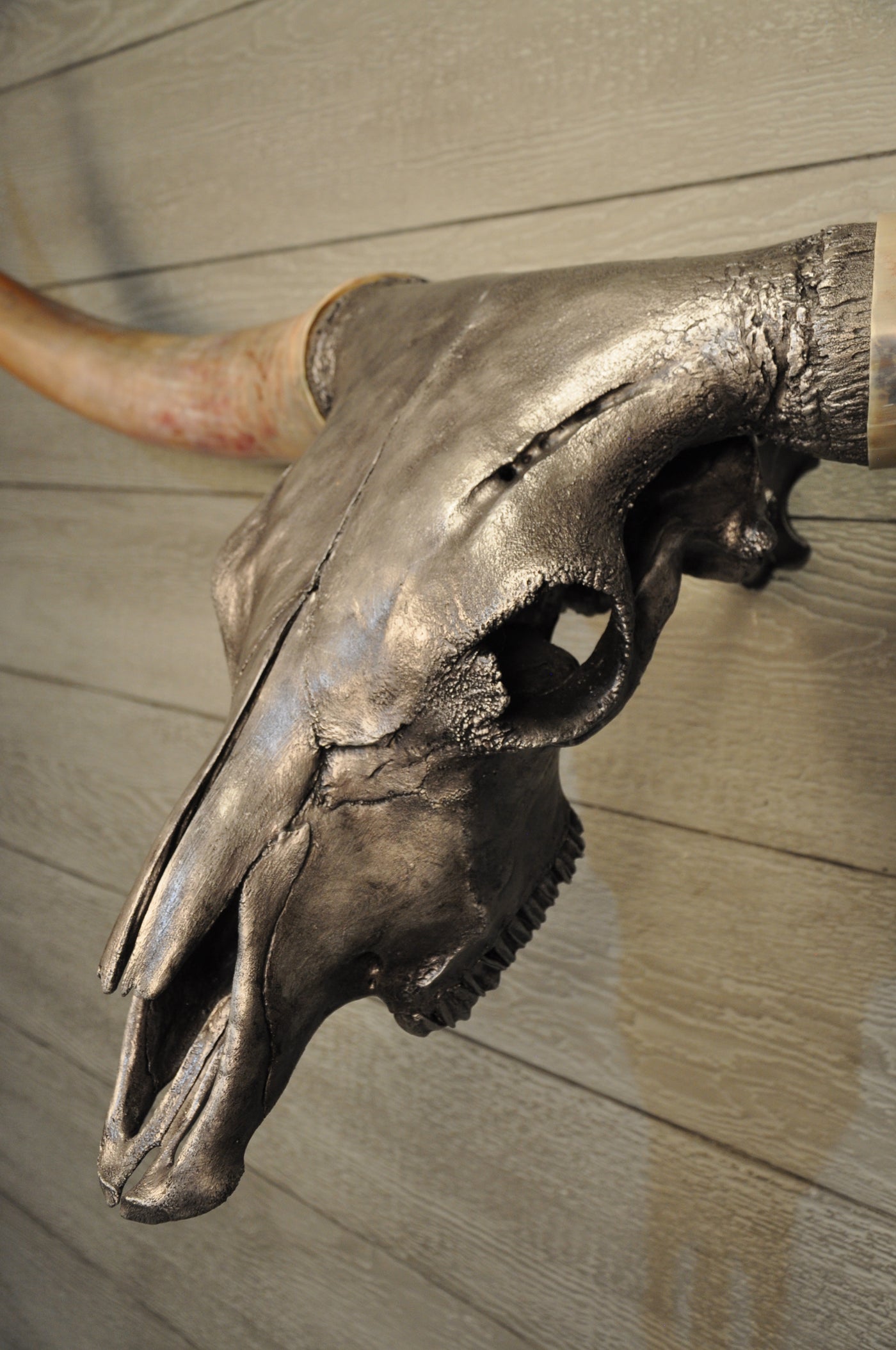 SILVER BULLET - 5' 10" Longhorn Skull