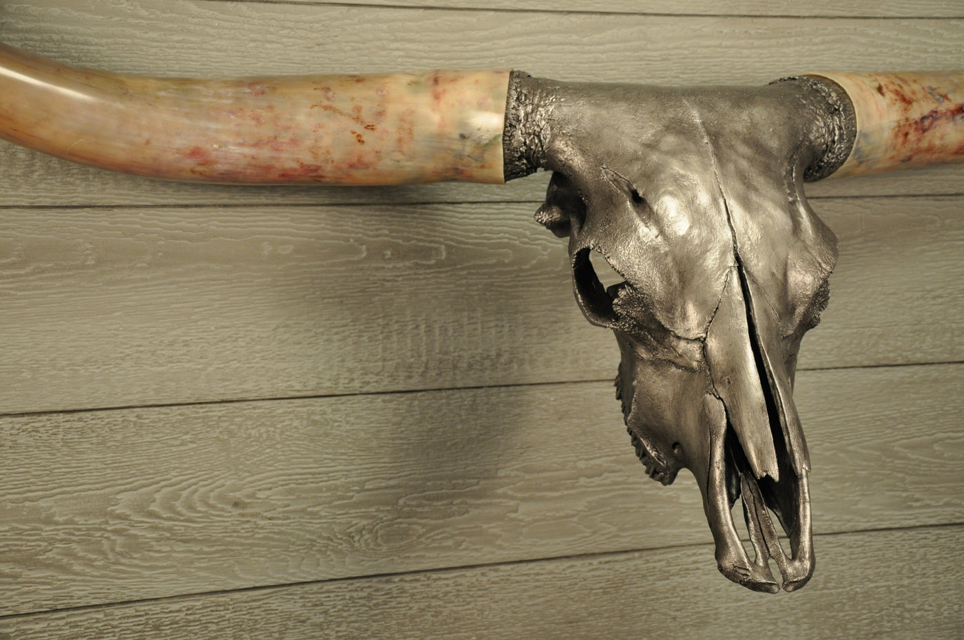 SILVER BULLET - 5' 10" Longhorn Skull