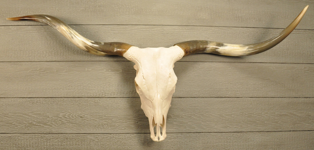 TEXAS TWISTER - 5' 1" Longhorn Skull