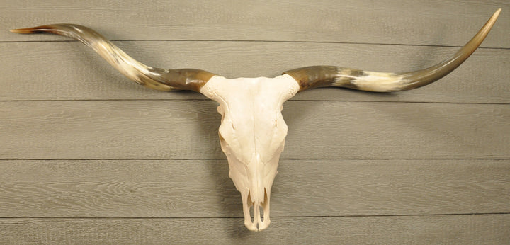 TEXAS TWISTER - 5' 1" Longhorn Skull