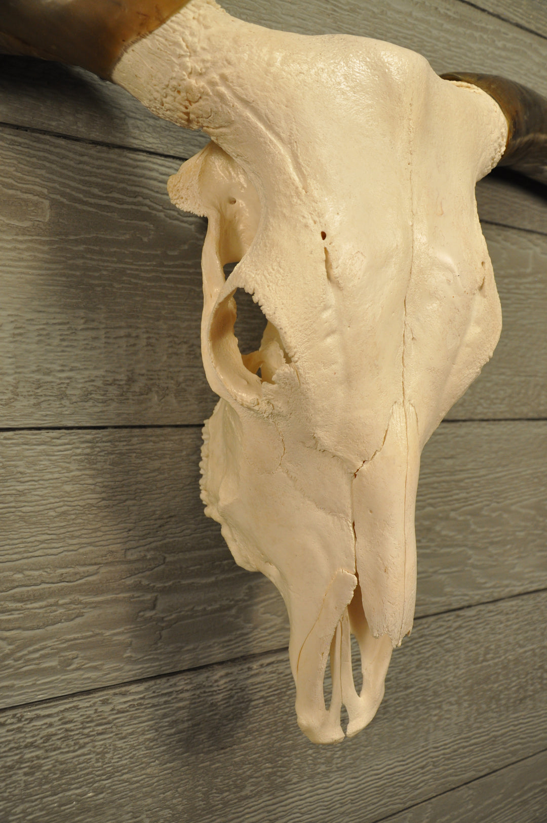 TEXAS TWISTER - 5' 1" Longhorn Skull