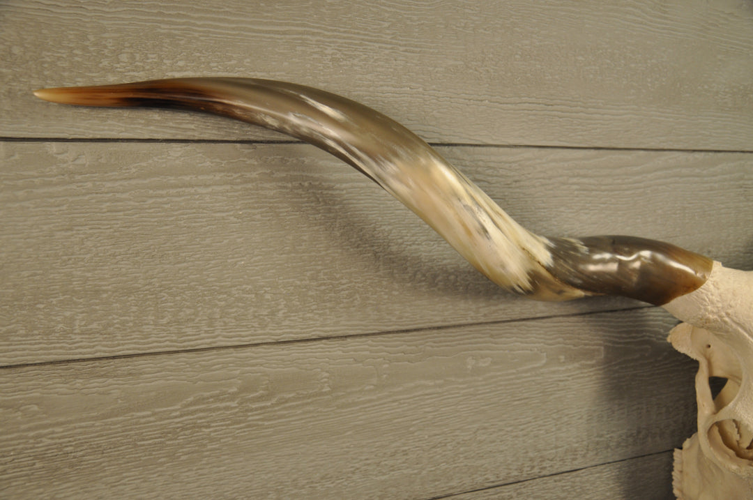 TEXAS TWISTER - 5' 1" Longhorn Skull