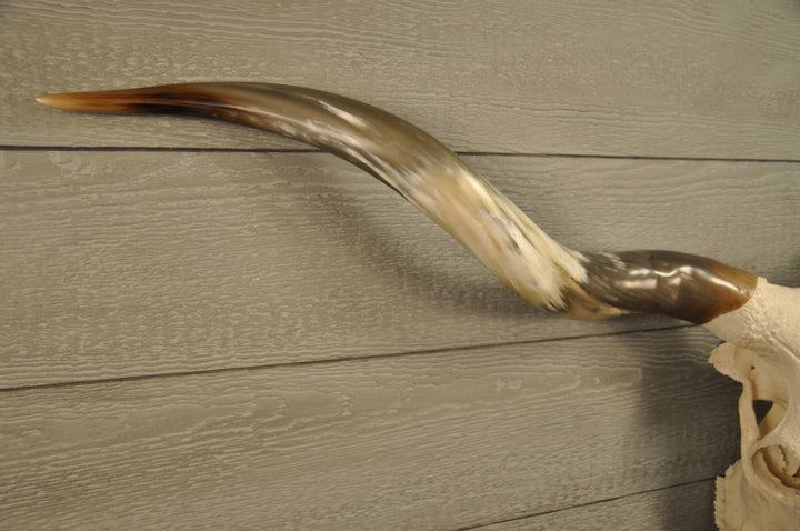 TEXAS TWISTER - 5' 1" Longhorn Skull