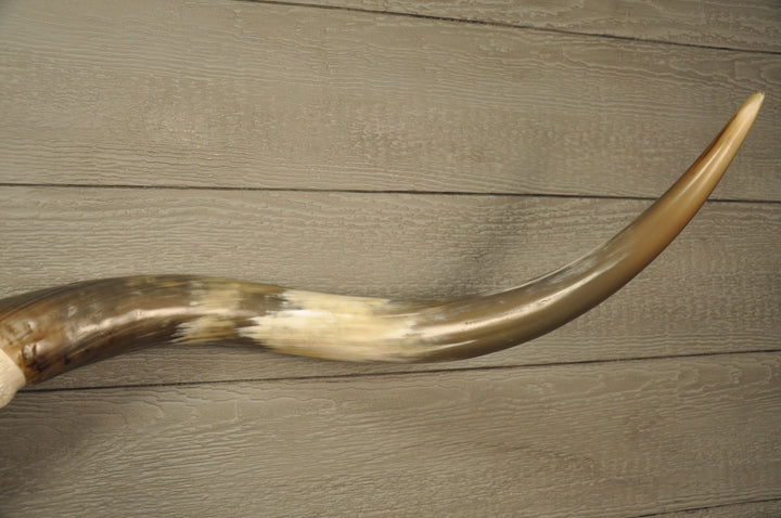 TEXAS TWISTER - 5' 1" Longhorn Skull