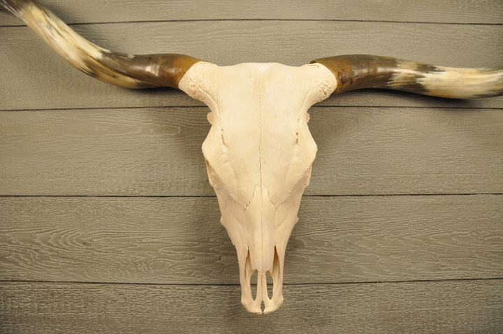 TEXAS TWISTER - 5' 1" Longhorn Skull