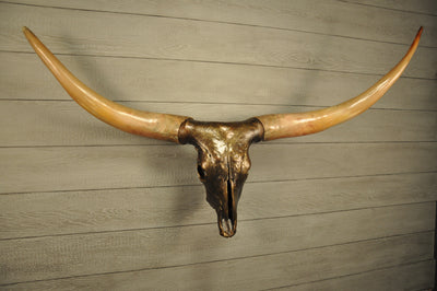 GOLDEN BOY - 5' 5" Longhorn Skull