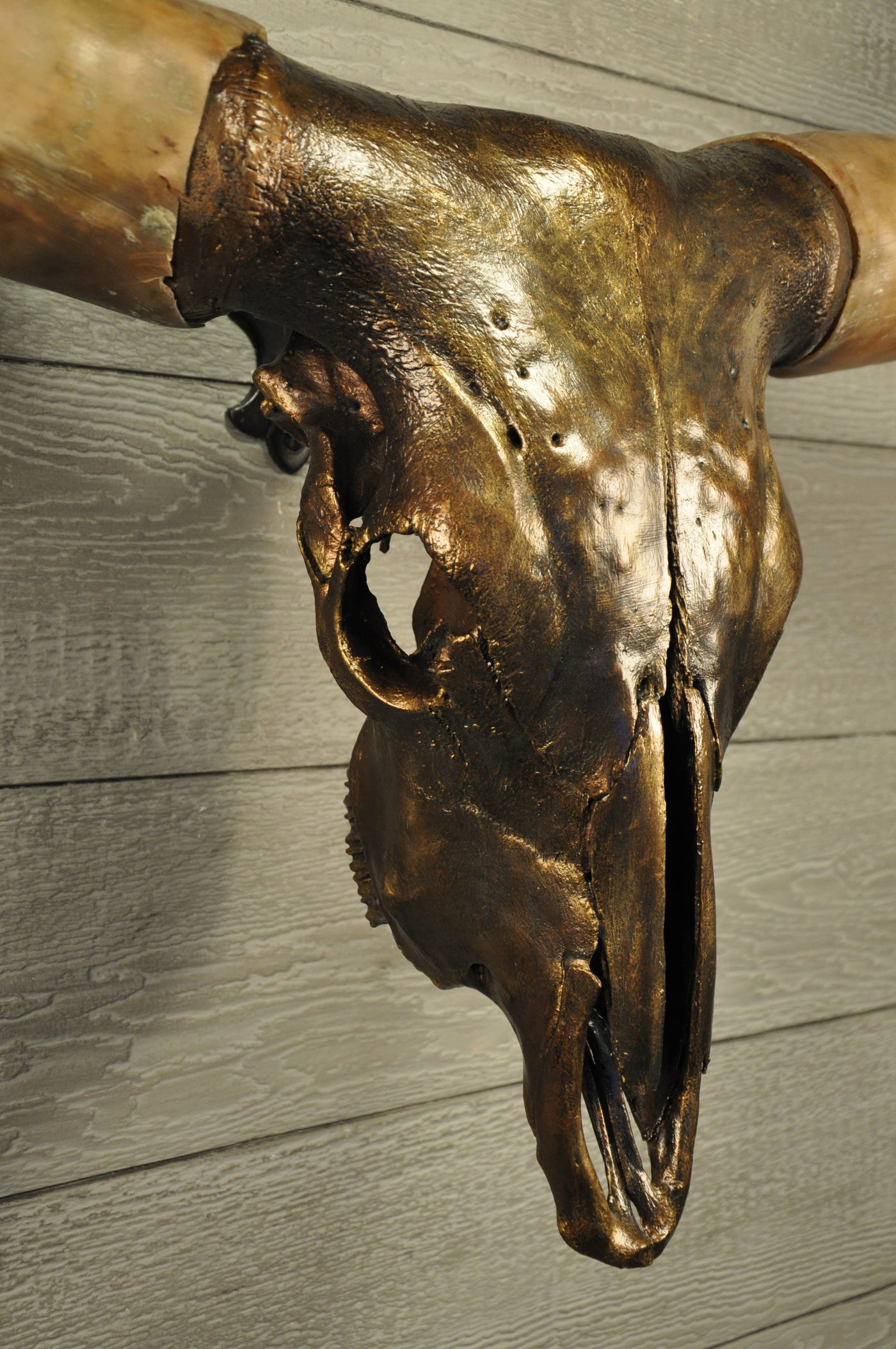 GOLDEN BOY - 5' 5" Longhorn Skull