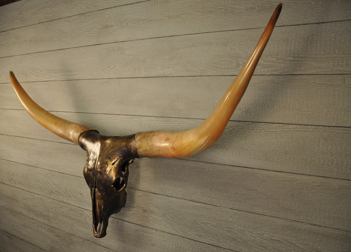 GOLDEN BOY - 5' 5" Longhorn Skull