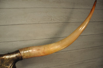 GOLDEN BOY - 5' 5" Longhorn Skull