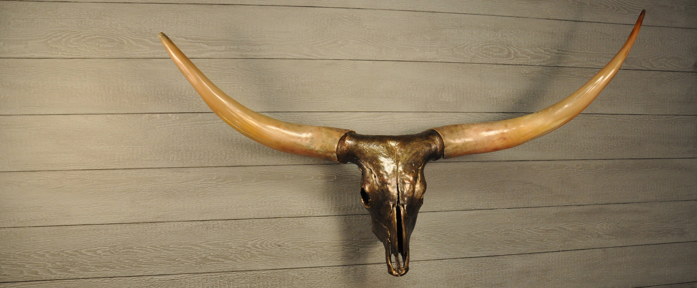 GOLDEN BOY - 5' 5" Longhorn Skull