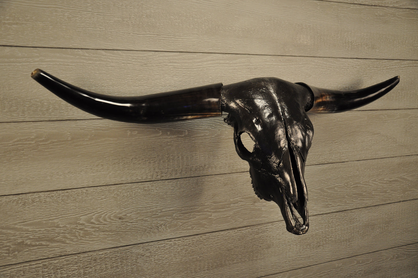 JET BLACK - 4' Longhorn Skull