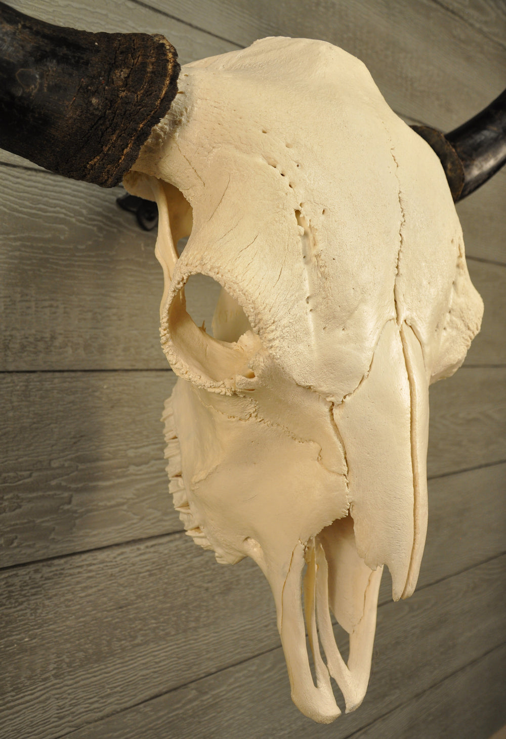 American Buffalo Skulls – LONGHORN CUSTOM SKULLS